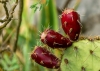 Dalmatien: Peljesak > Die Früchte der Opuntia