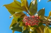 Istrien: Porec > Die Blüte eines Gummibaums