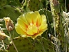 Kvarner>Kaktusblüte
