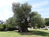 Dalmatien>Der Olivenbaum Mastrinka