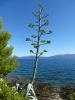 Dalmatien: Insel Hvar>Agavenblüte