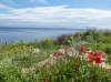 Kvarner: INSEL LOSINJ>Blumenmeer am Meer