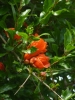 Kvarner: INSEL CRES>Granatapfelblüte