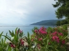 Kvarner: INSEL CRES>Oleander