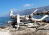 Dalmatien:HVAR>Küstenwanderung