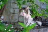Dalmatien: SEPURINE/Insel Prvic > Schüchterne Katze