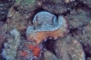 Kvarner: KRALJEVICA > Octopus (Tintenfisch)
