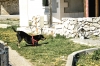 Dalmatien: TRIBUNJ > Hund und Katze