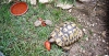 Dalmatien>Schildkröten im Haus Viersen