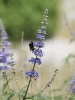 Dalmatien:DUGI OTOK > Biene auf Blume