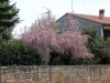 Istrien> Tamariskenblüte im Frühling
