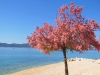 Dalmatien: ZADAR -> Baum am Strand