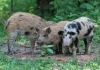 Landesinnere > LONJSKO POLJE > Ferkel