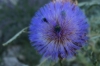 Dalmatien > Glänzende Käfer in einer schönen Blume