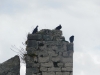 Dalmatien: TROGIR > Tauben auf Turm von Trogir