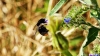 Dalmatien>Hummel saugt bei der Cetina