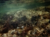 POREC > Zelena Laguna > Unterwasser-Landschaft
