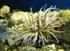 Porec <Aquarium<Unterwasserwelt