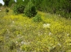 Farbenpracht im Pinienwald