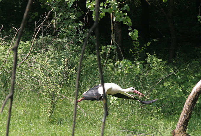 Im Naturpark Lonjsko Polje 6