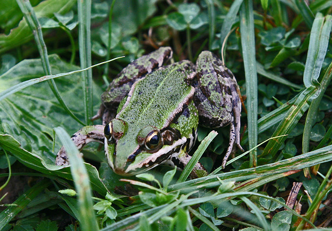 Naturpark Lonjsko Polje 3