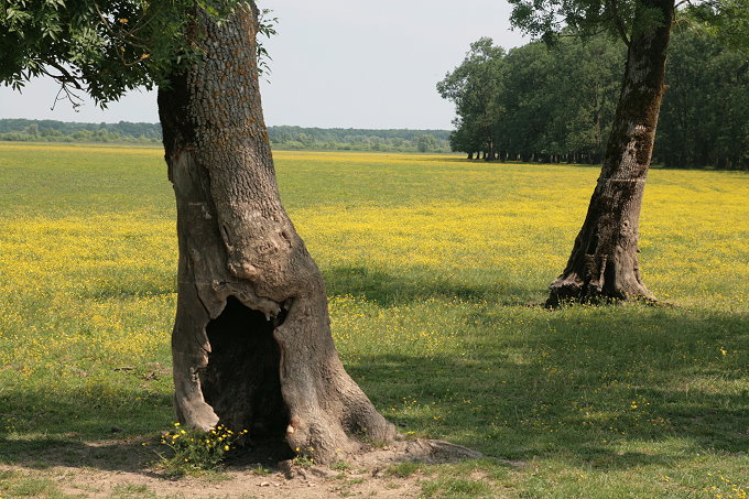 Im Naturpark Lonjsko Polje 3