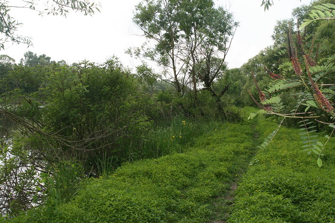 38Deich_010680.jpg