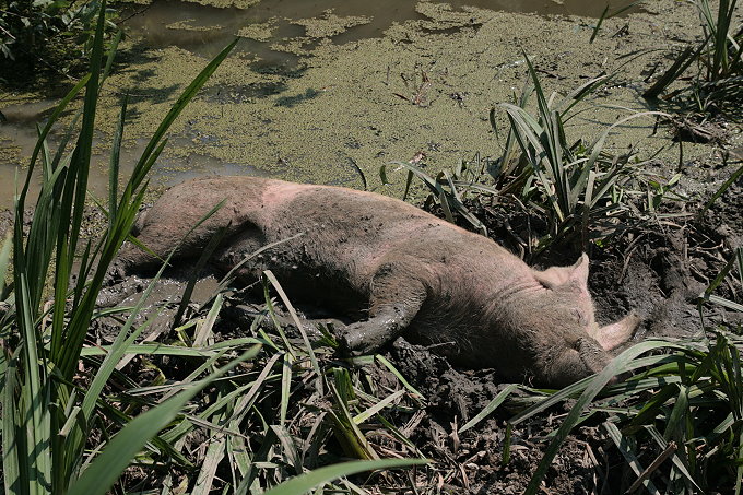 z1Muzilovcica_068_27680.jpg