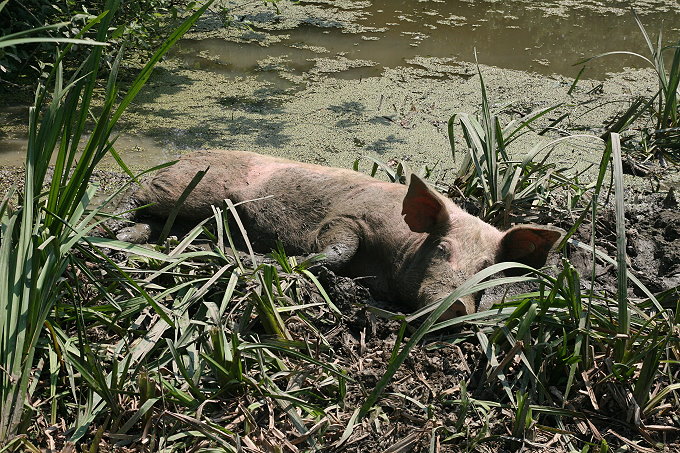 z3Muzilovcica_068_7680.jpg