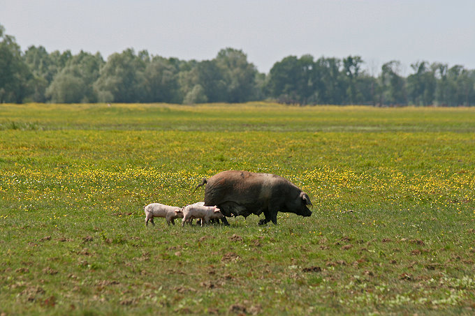 zzMuzilovcica_Cigoc_015ps_2680.jpg