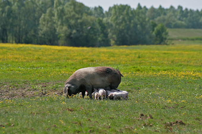 zzMuzilovcica_Cigoc_015ps_3680.jpg