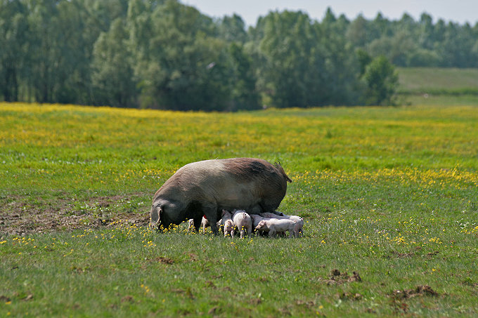 Im Naturpark Lonjsko Polje 5