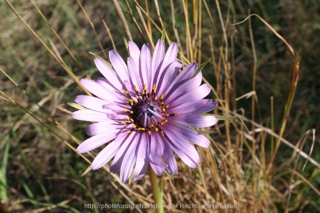 BLAUE BLÜTE in Dalmatien 7