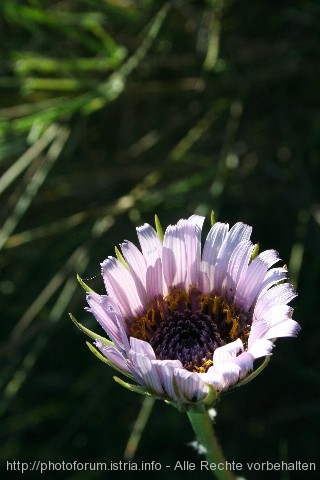 BLAUE BLÜTE in Dalmatien 2