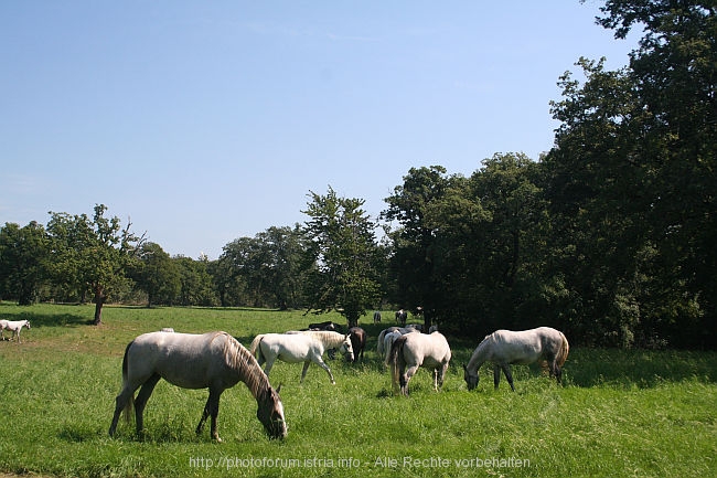 LIPICA > Lipizzaner auf der Weide