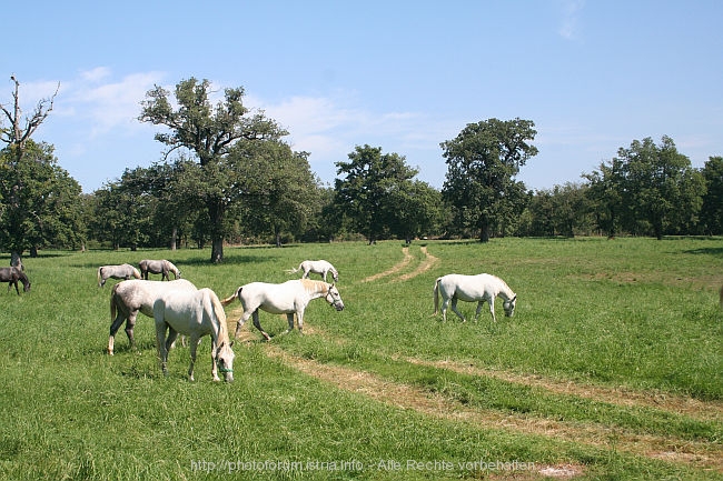 LIPICA > Lipizzaner auf der Weide