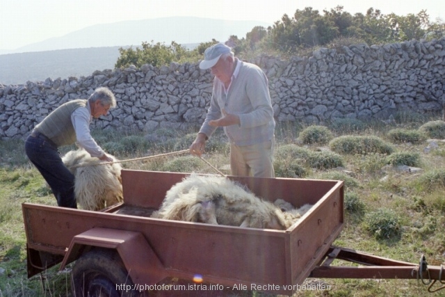Schafbesitzer (2)