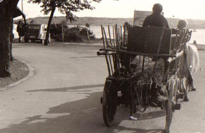 Ochsenkarren in Punat 1963