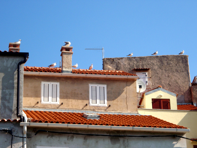BASKA: Möwen auf den Dächern von Baska