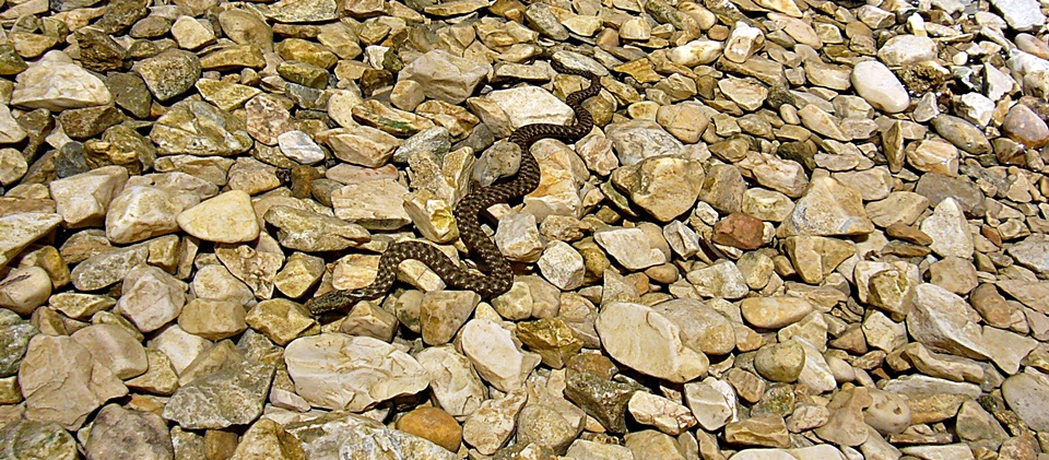 Dalmatien>Wasserschlange in der Cetina