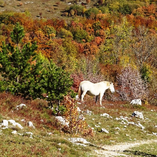 Kvarner: OMAR >freilaufendes Pferd im Herbst