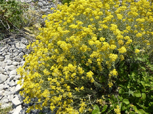 Flora in Dalmatien