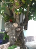 Riesen-Feigen-Baum > Insel Cres