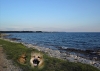 FOTOMONTAGE > Hund am Strand in Sv. Lovrecica