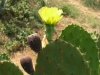 BLATTKAKTUS > Blühender Kaktus