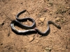 Schlangen auf Vizula