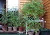 KROATISCHE PRODUKTE > Tomatenpflanzen