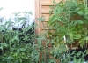 KROATISCHE PRODUKTE > Tomatenpflanzen