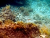 Karlobag 2012 Unterwasser 15