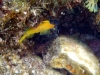 Karlobag 2012 Unterwasser 21